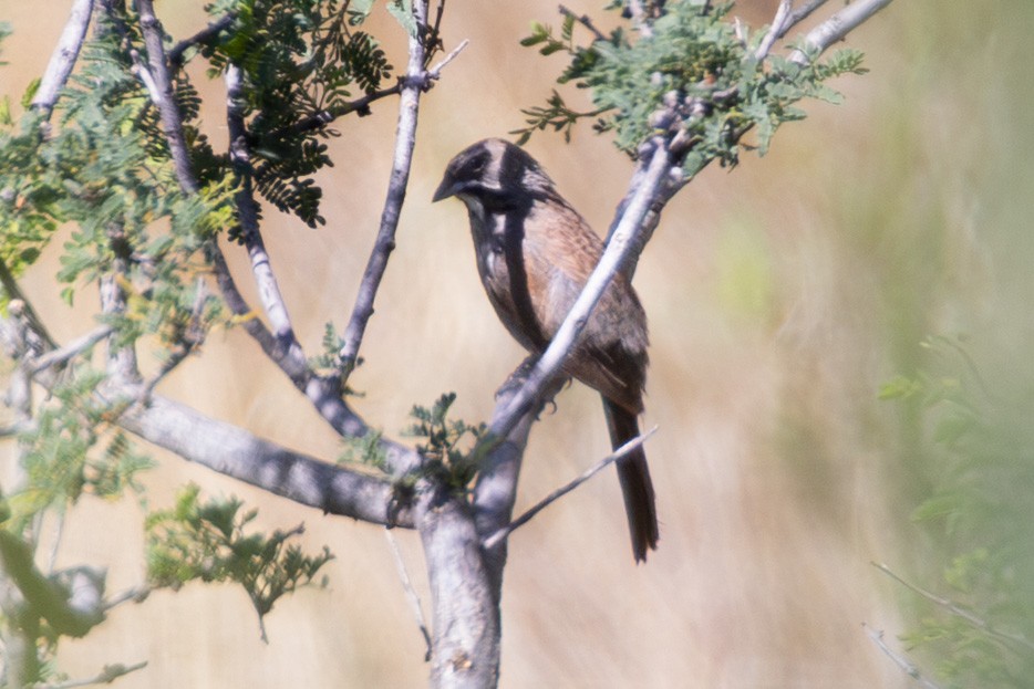 Five-striped Sparrow - ML641383617