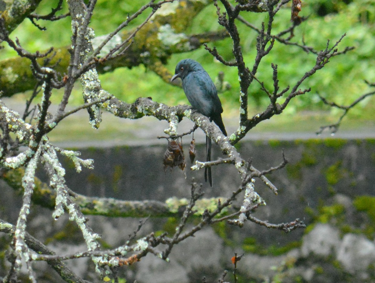 Drongo cendré - ML641383618