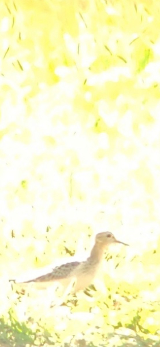 Buff-breasted Sandpiper - ML641383622