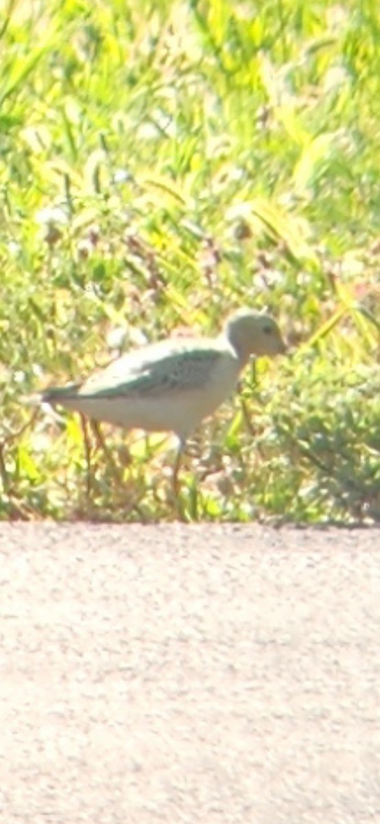 Buff-breasted Sandpiper - ML641383623