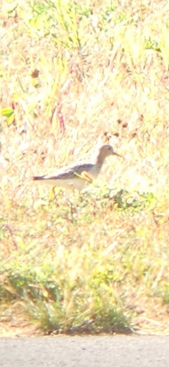 Buff-breasted Sandpiper - ML641383624