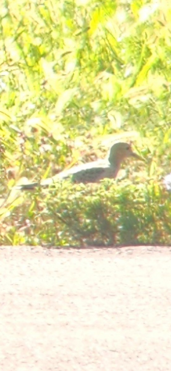 Buff-breasted Sandpiper - ML641383625