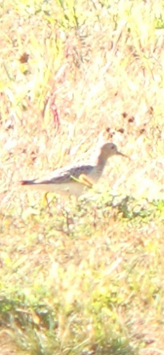 Buff-breasted Sandpiper - ML641383626