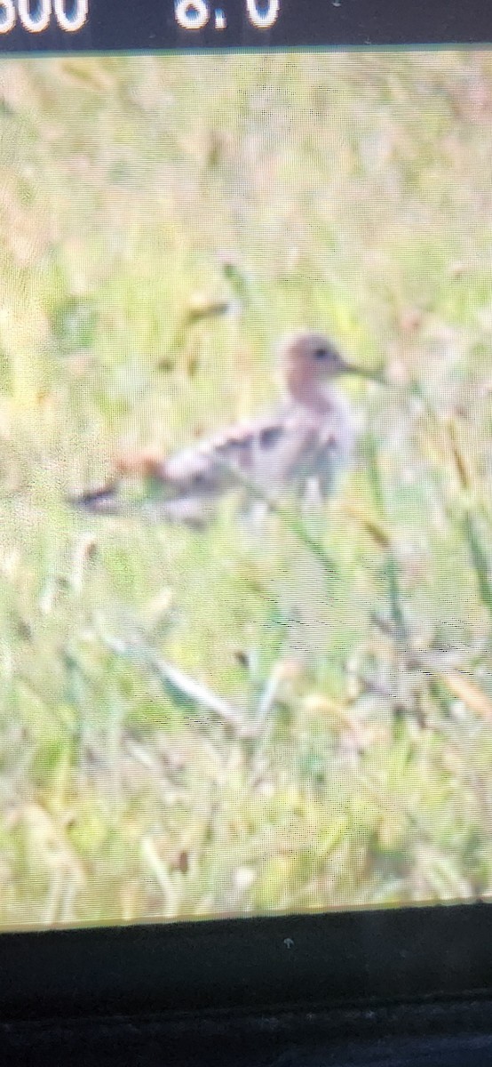 Buff-breasted Sandpiper - ML641383627