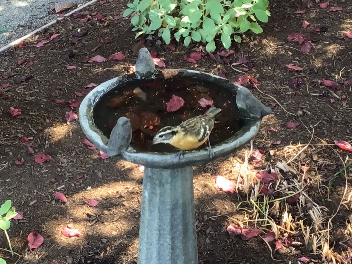 Black-headed Grosbeak - ML641383649