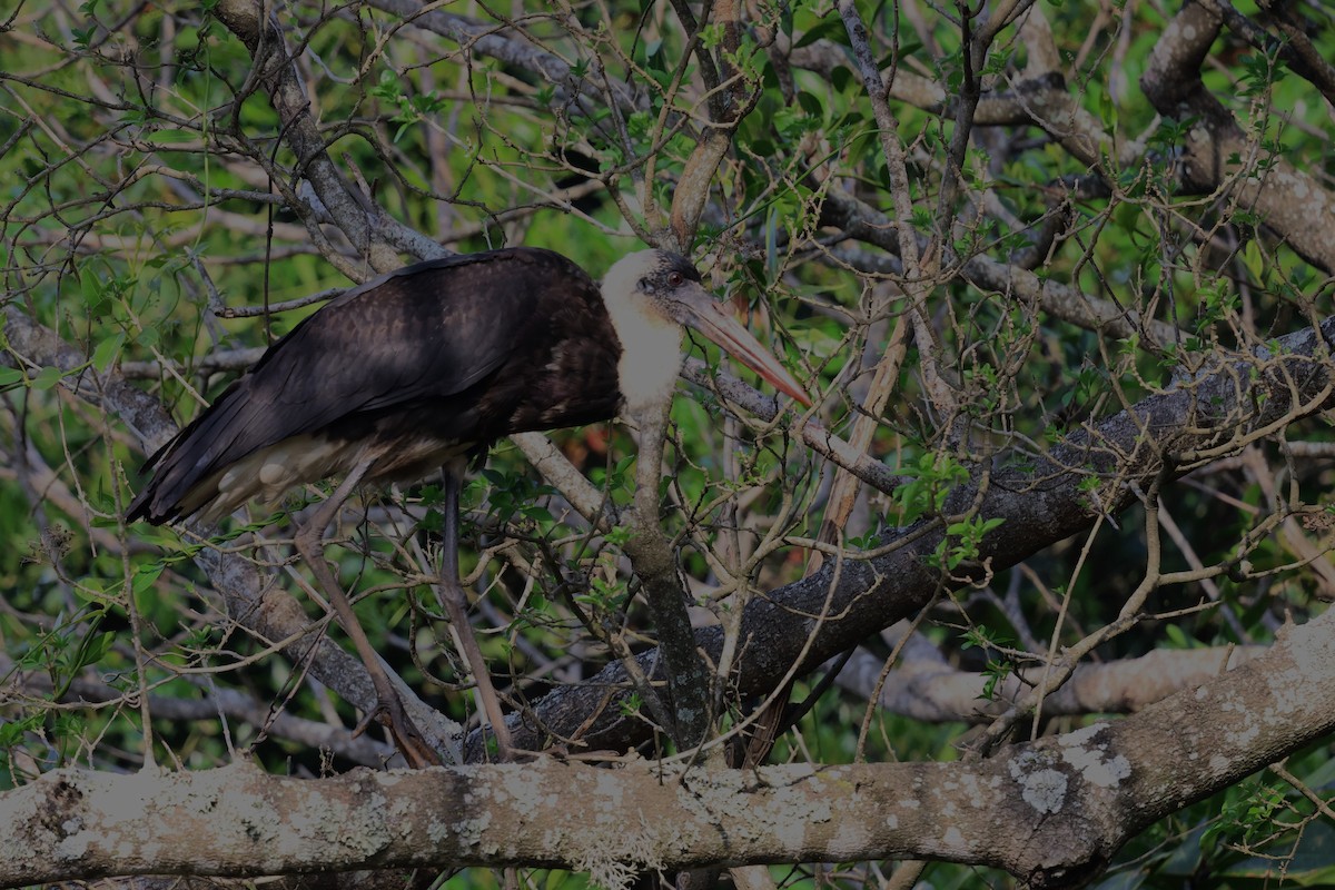 African Woolly-necked Stork - ML641383661