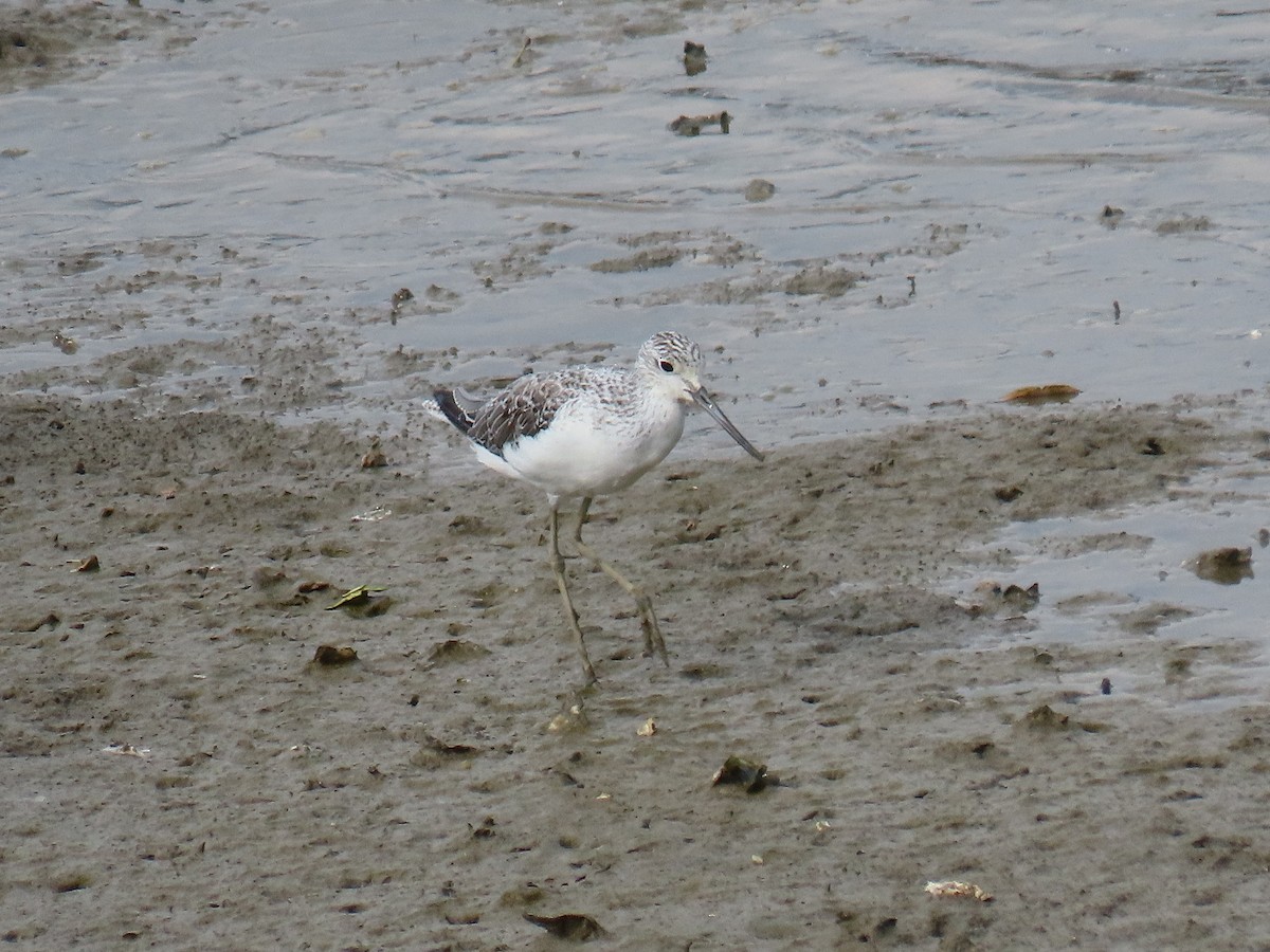 gluttsnipe - ML641383667