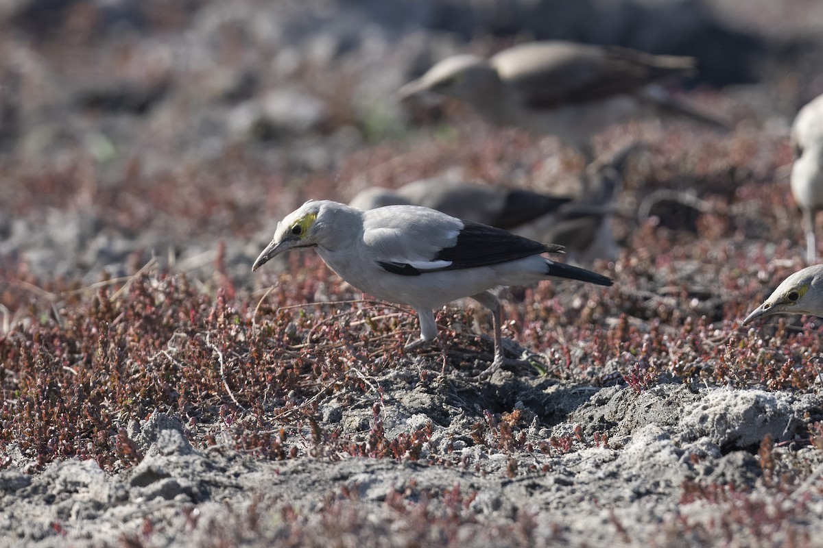 Wattled Starling - ML641383679