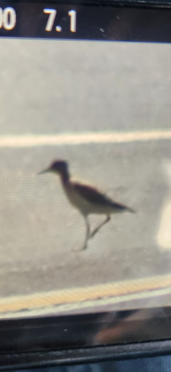 Buff-breasted Sandpiper - ML641383689