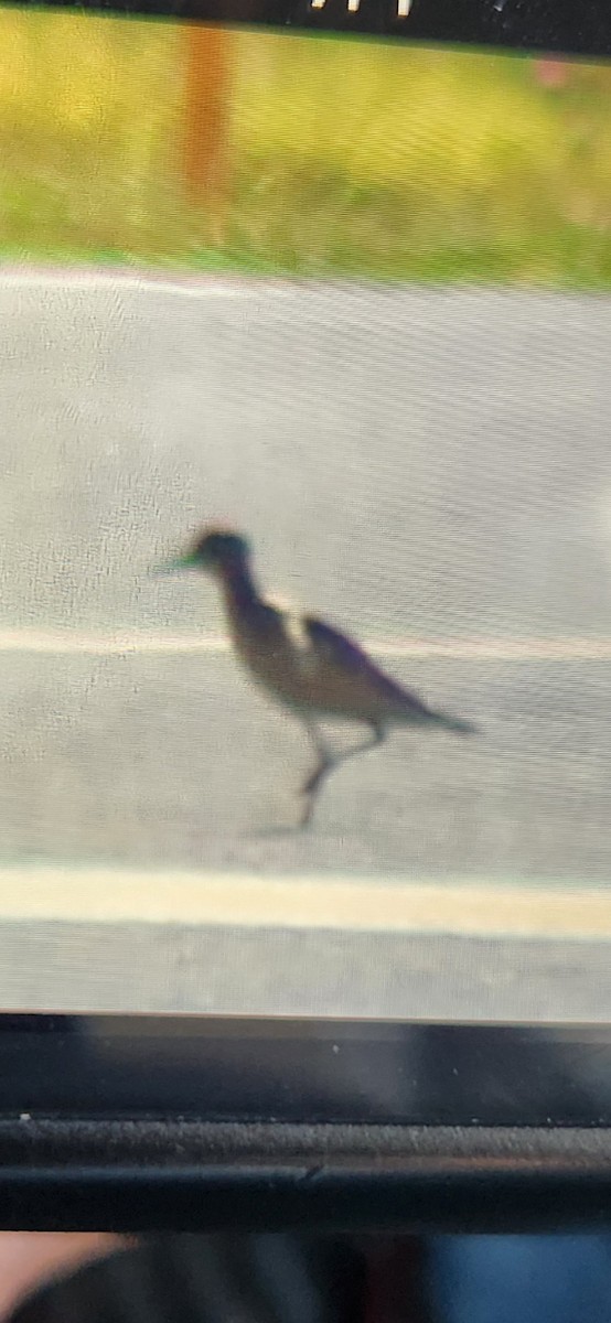 Buff-breasted Sandpiper - ML641383690