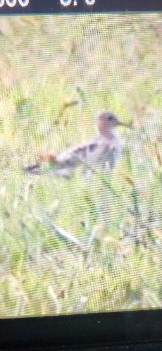 Buff-breasted Sandpiper - ML641383691