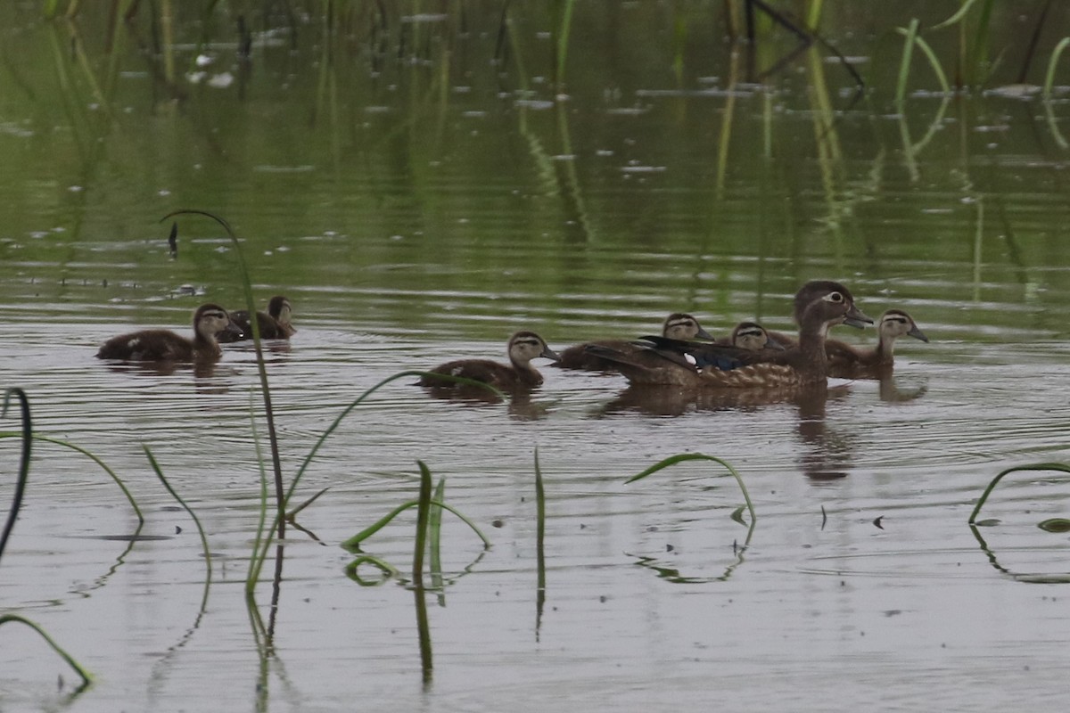 Wood Duck - ML64138371