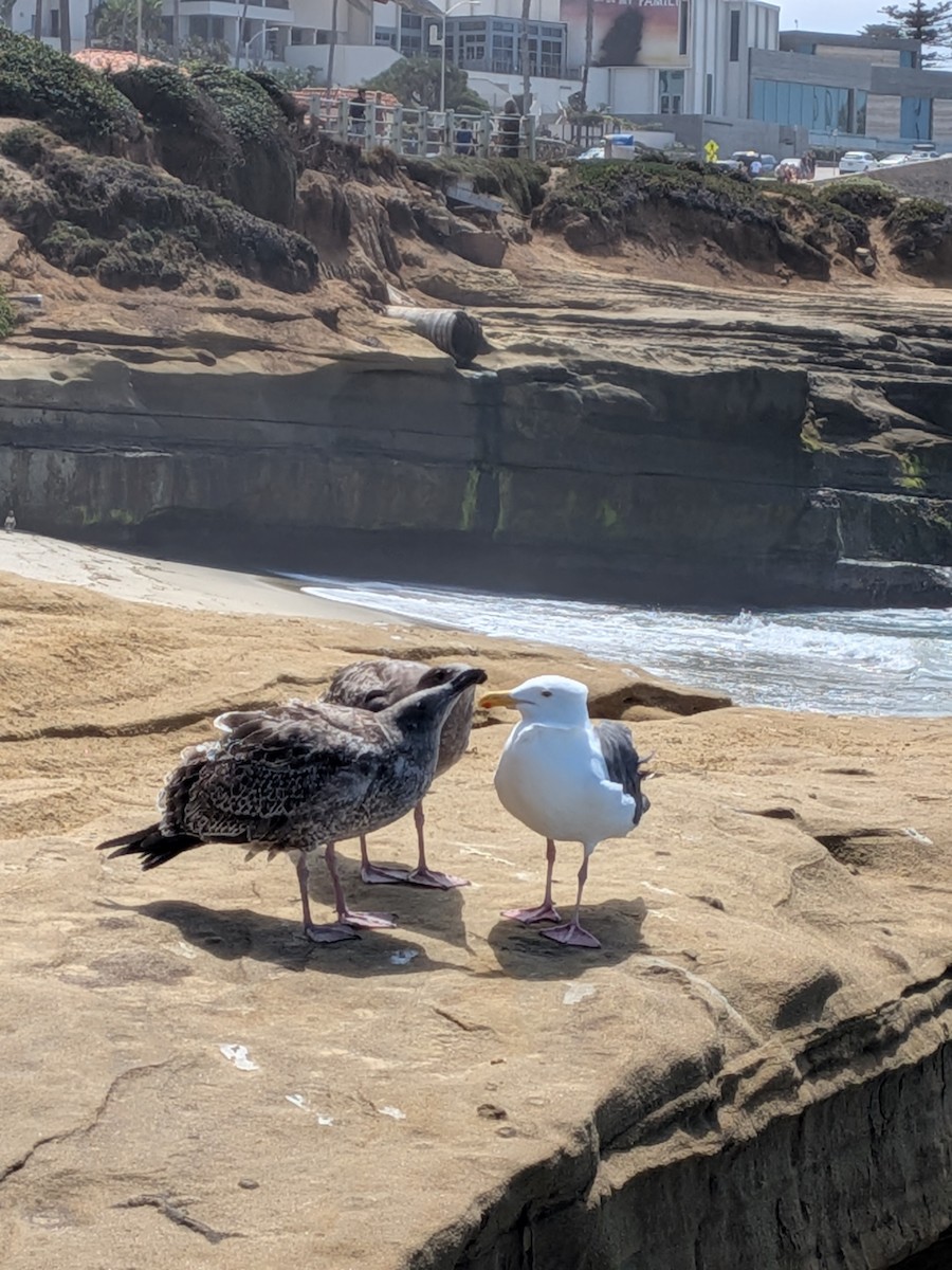Western Gull - ML641383735