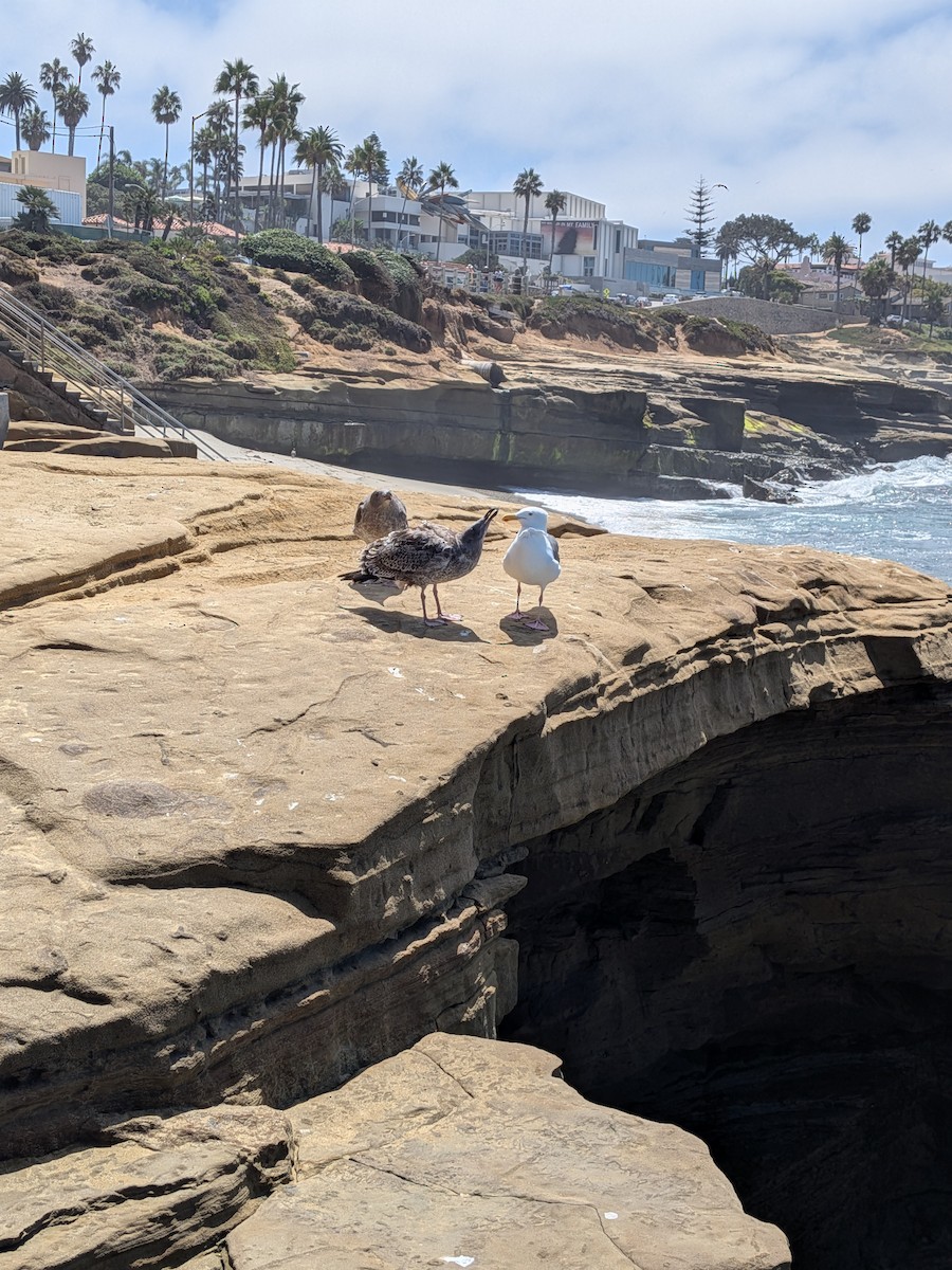 Western Gull - ML641383736