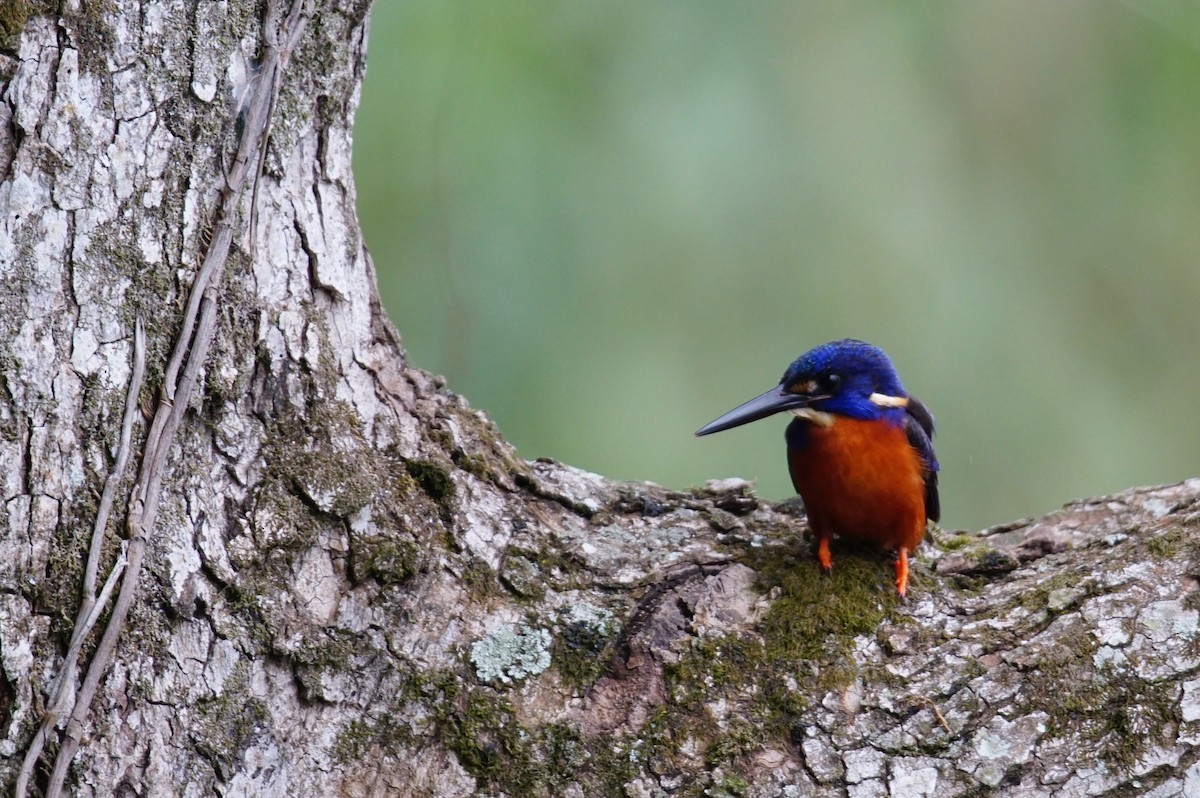 Shining-blue Kingfisher - ML641383742