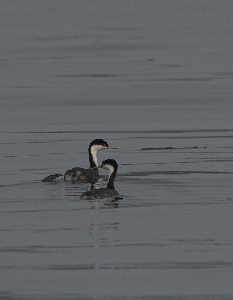 Western Grebe - ML641383748