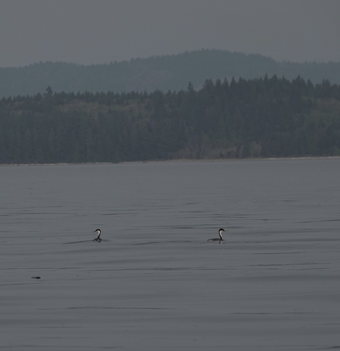 Western Grebe - ML641383749