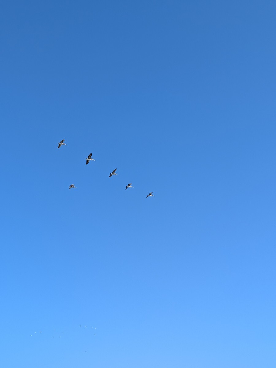 Brown Pelican - ML641383787
