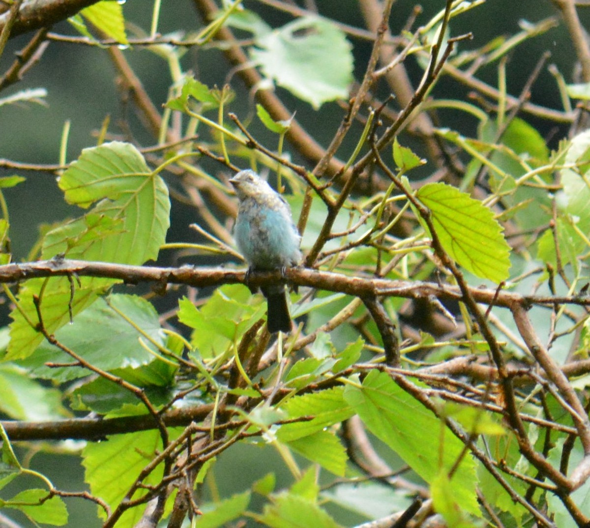 talassinfluesnapper - ML641383794