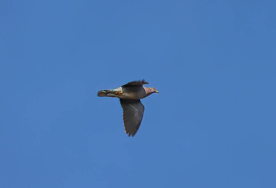 Band-tailed Pigeon - ML641383810