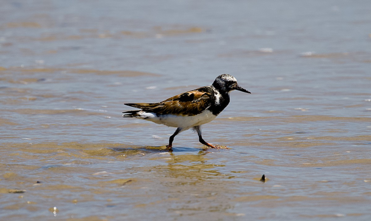 キョウジョシギ - ML641383823