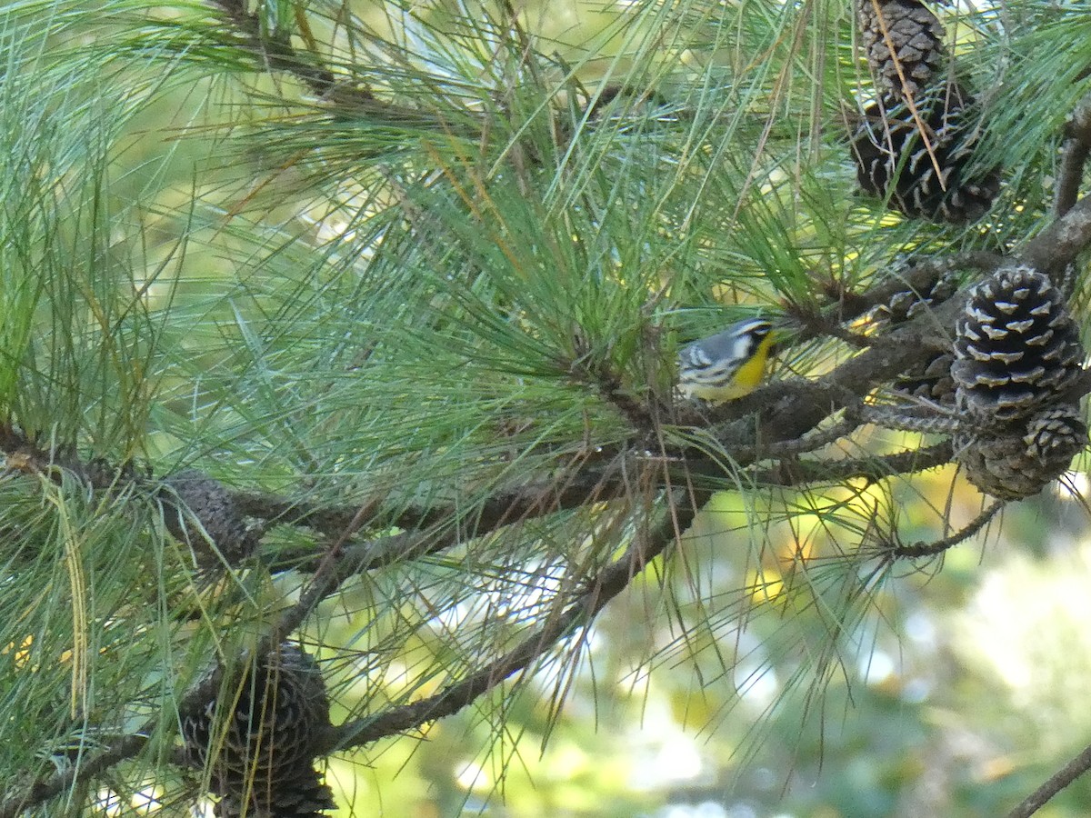 gulstrupeparula - ML641383875