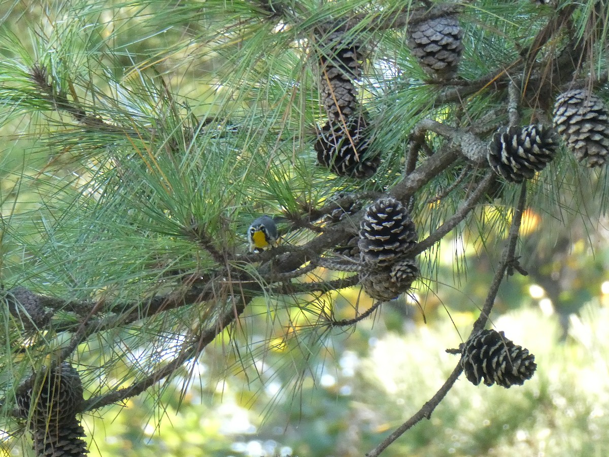 gulstrupeparula - ML641383876