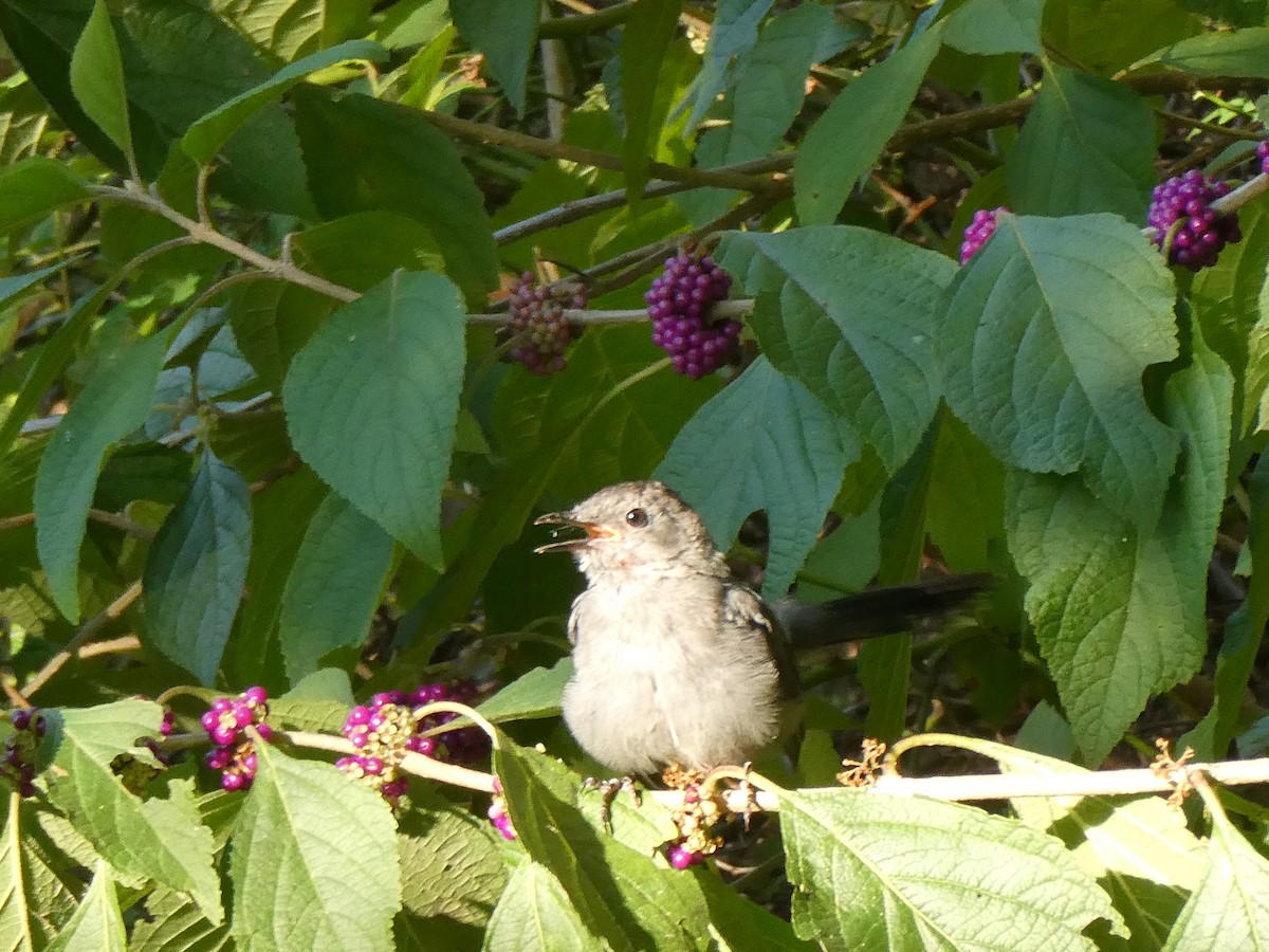 kattespottefugl - ML641383885