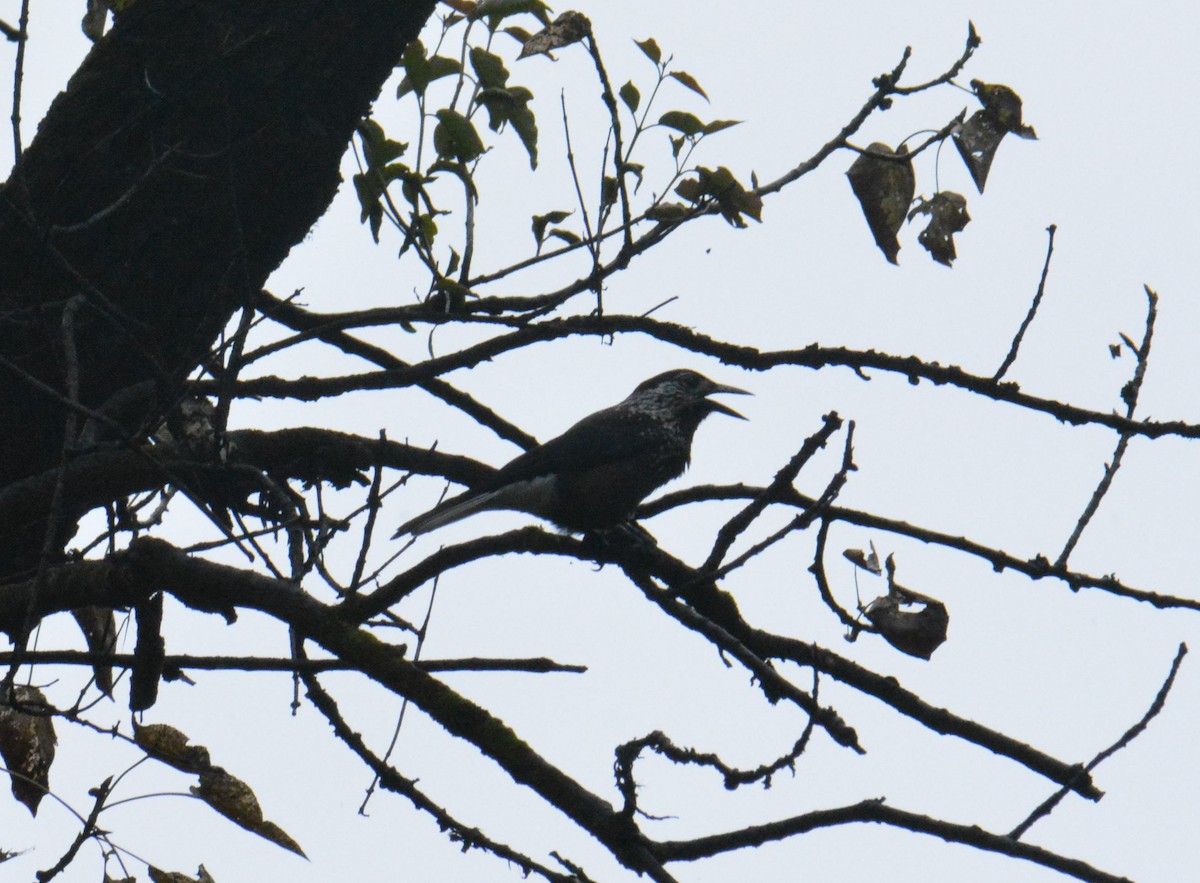 Southern Nutcracker - ML641383887