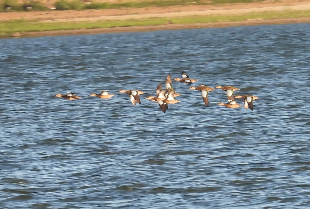 Blue-winged Teal - ML641383895