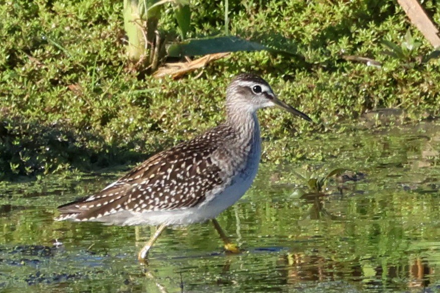 Wood Sandpiper - ML641383907