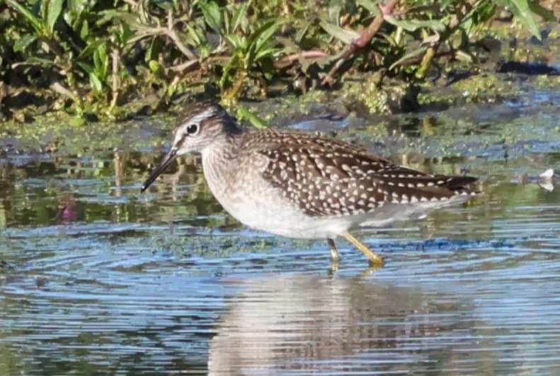 Wood Sandpiper - ML641383909