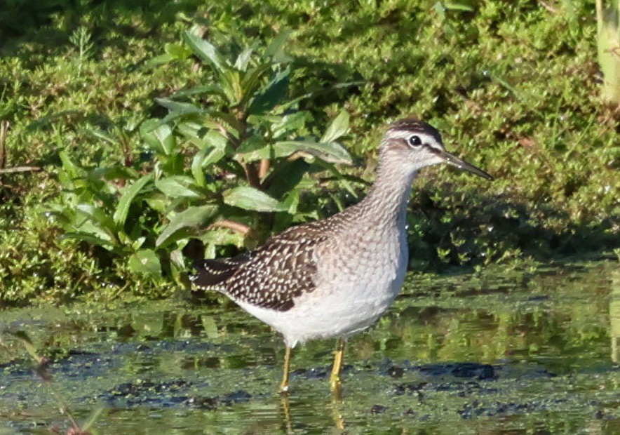 Wood Sandpiper - ML641383910