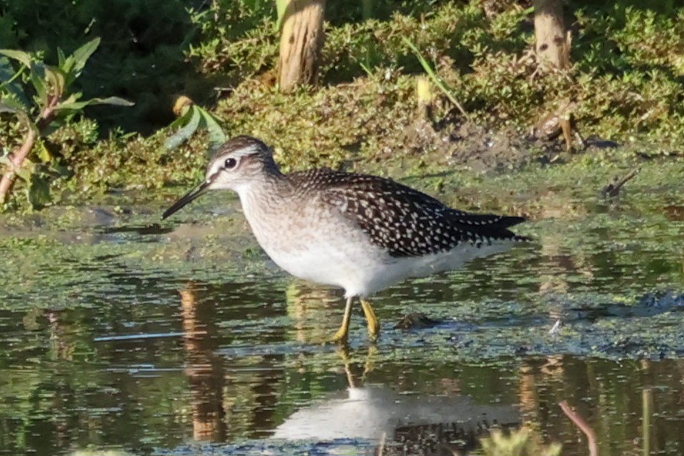 Wood Sandpiper - ML641383915