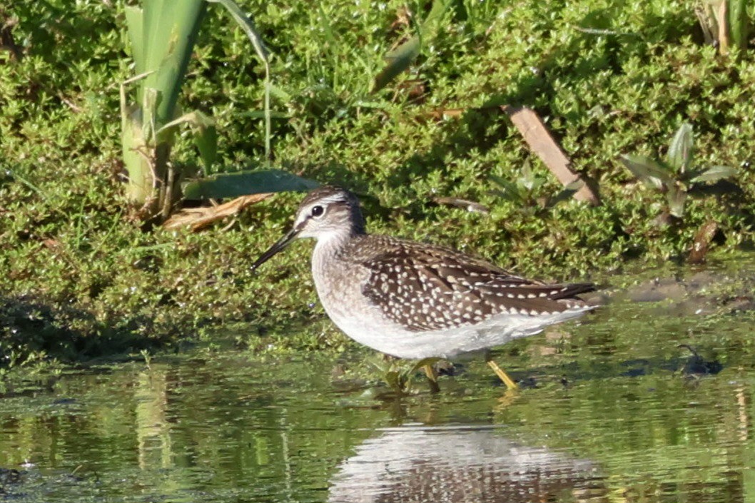 Wood Sandpiper - ML641383916