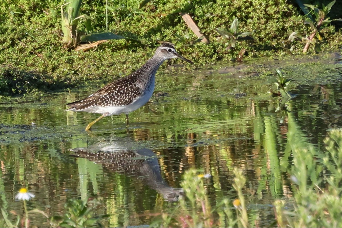Wood Sandpiper - ML641383918