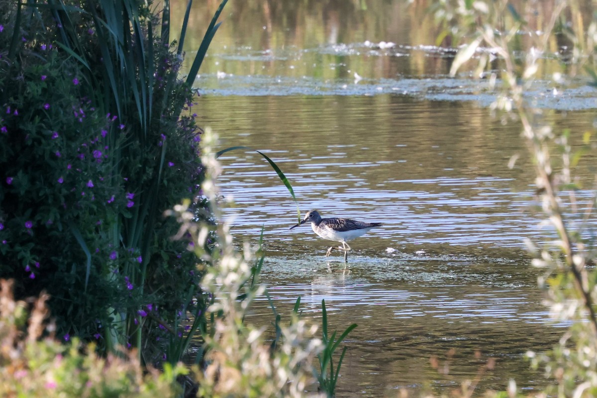 gluttsnipe - ML641383925