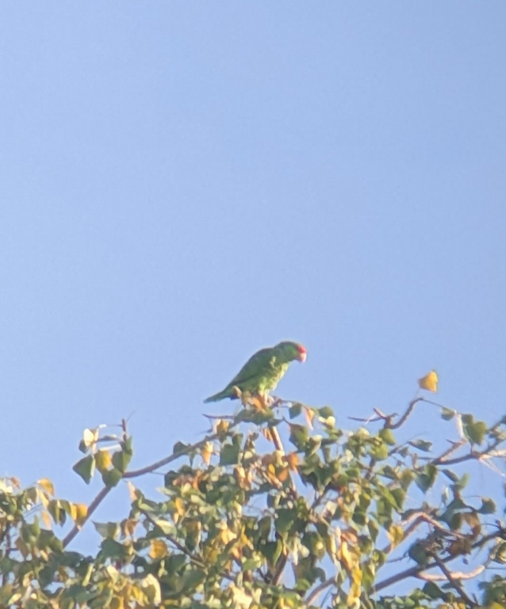 Red-crowned Amazon - ML641383939