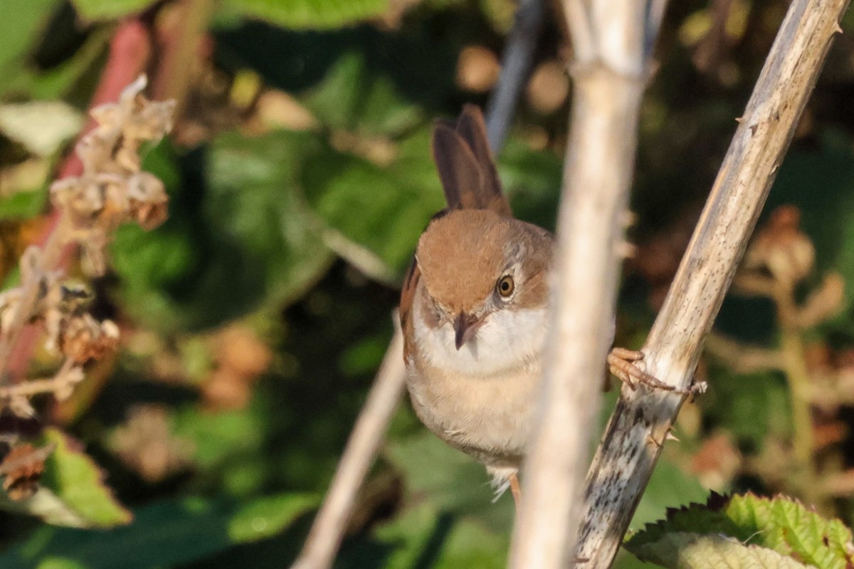 Greater Whitethroat - ML641383973