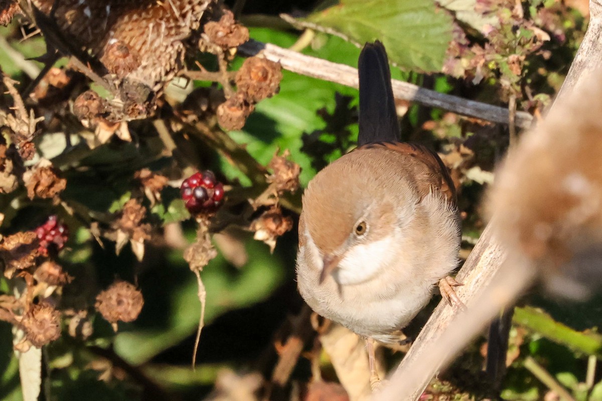 Greater Whitethroat - ML641383974
