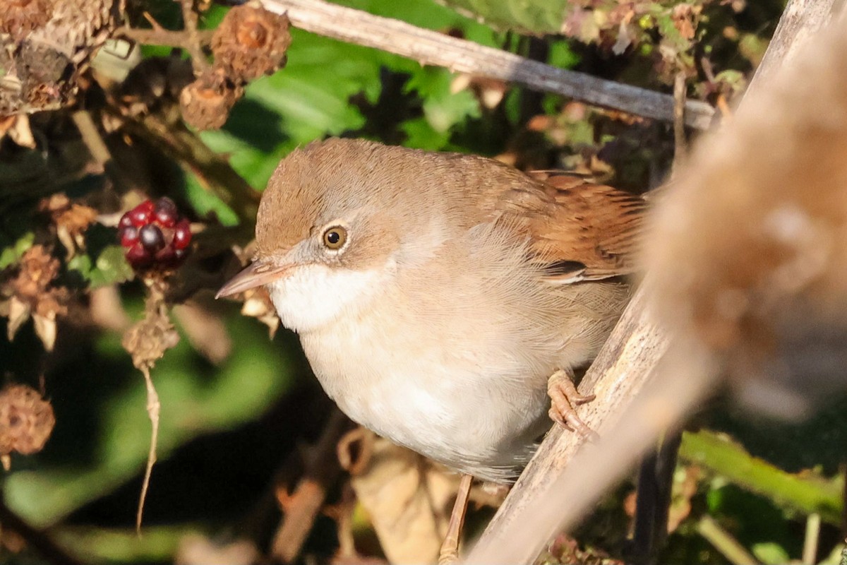 Greater Whitethroat - ML641383975