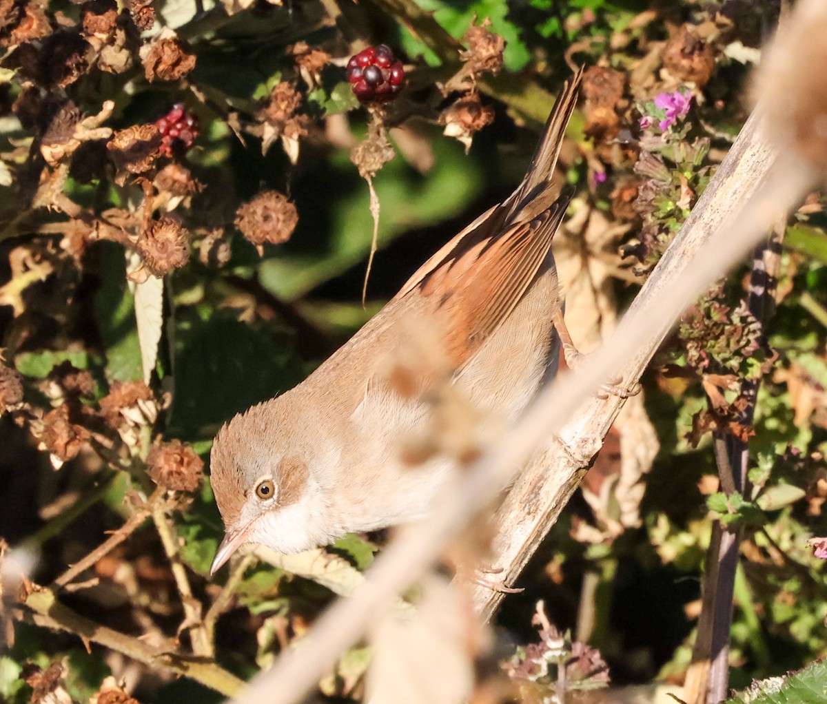 Greater Whitethroat - ML641383976
