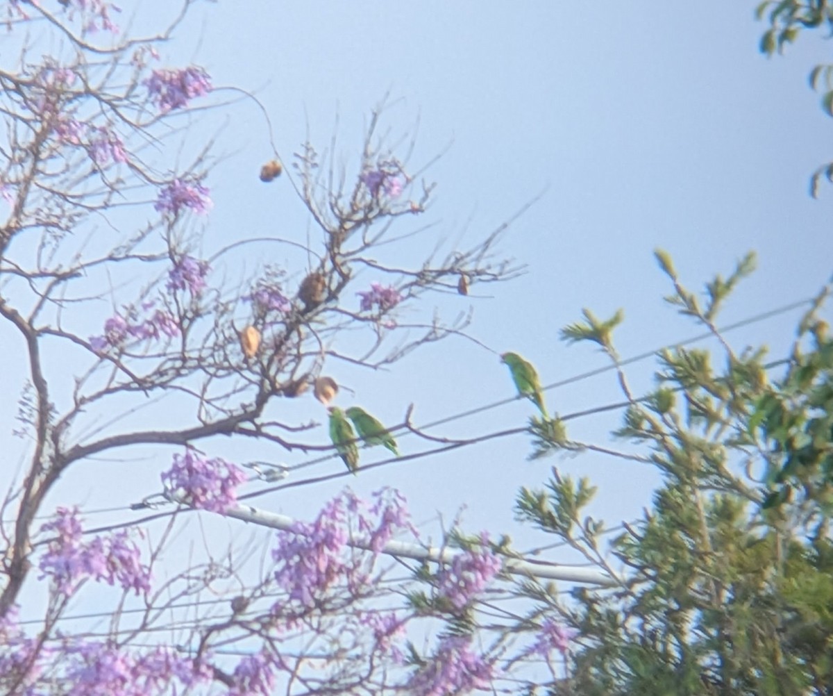 Red-crowned Amazon - ML641383978