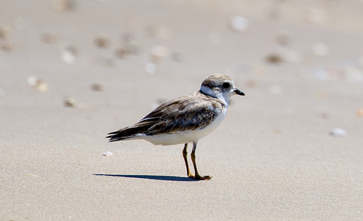 Piping Plover - ML641383981