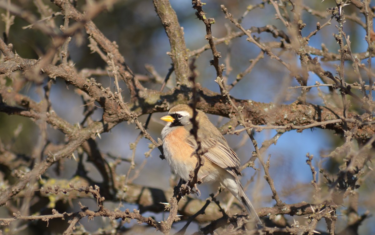Many-colored Chaco Finch - ML641383996
