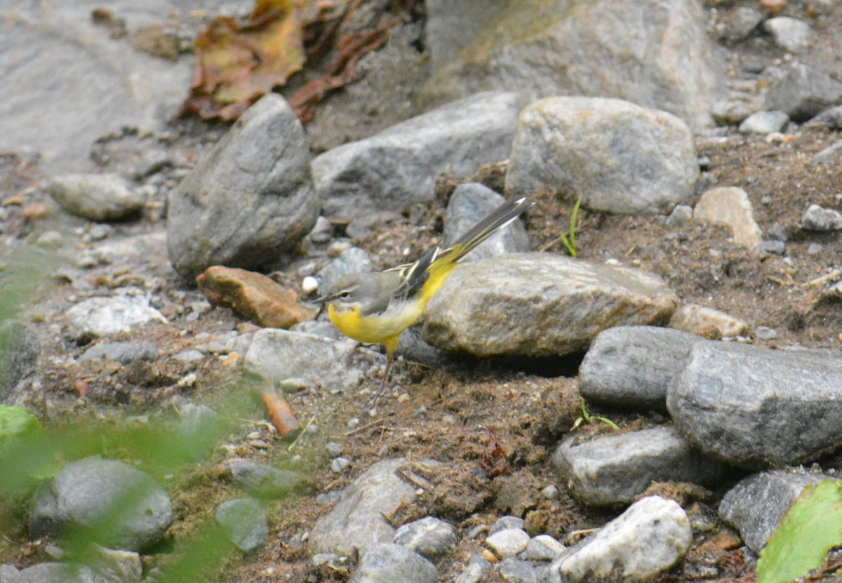 Gray Wagtail - ML641383999