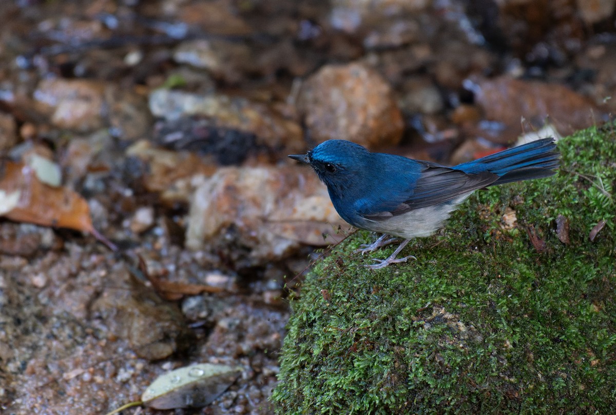 Hainan Blue Flycatcher - ML641384027