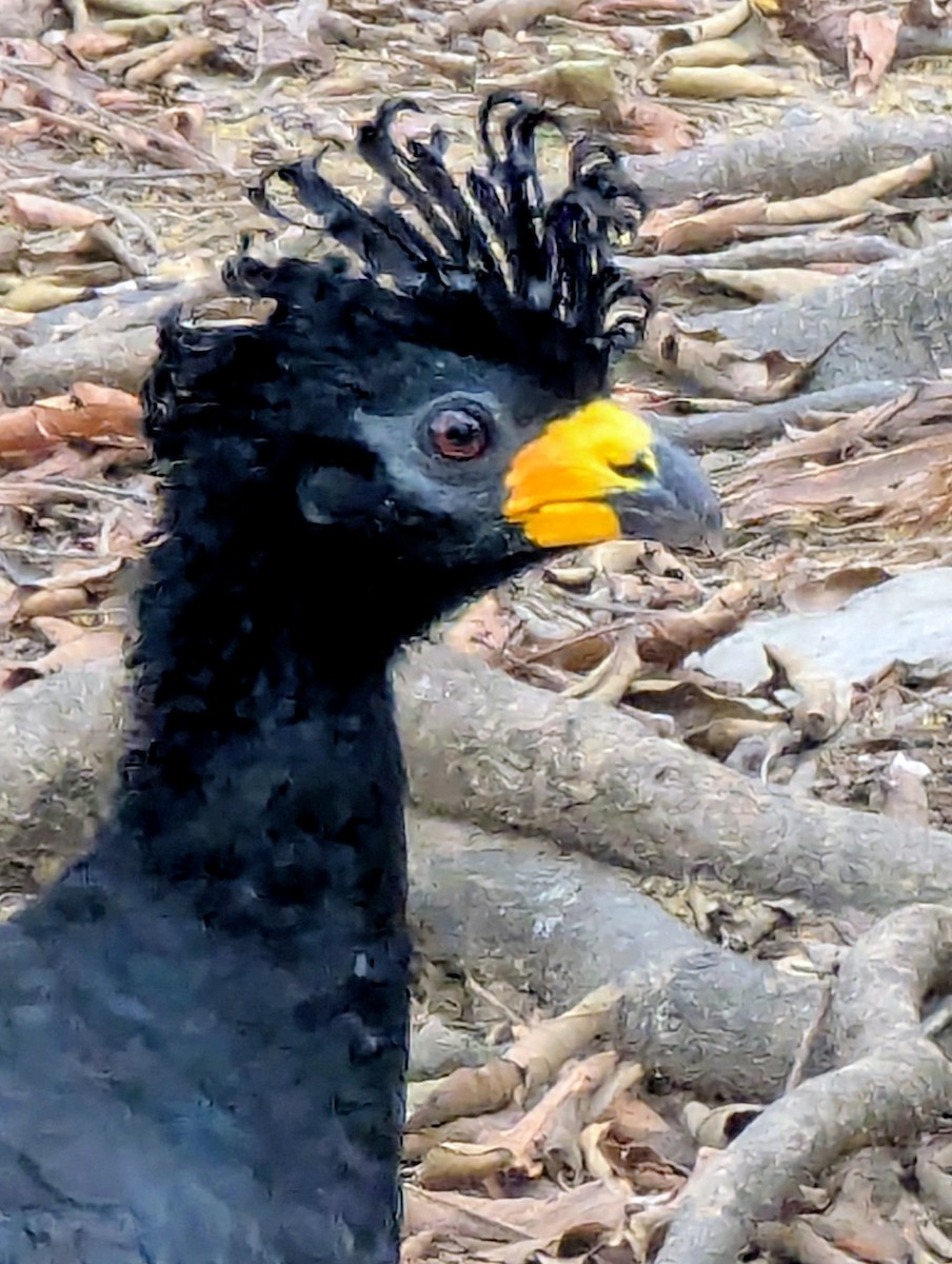 Bare-faced Curassow - ML641384046