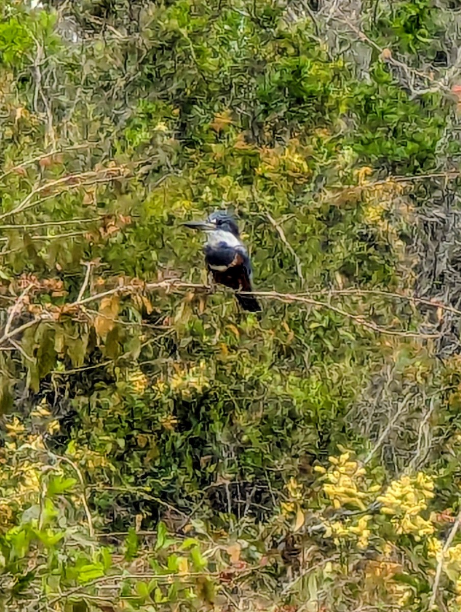 Ringed Kingfisher - ML641384063