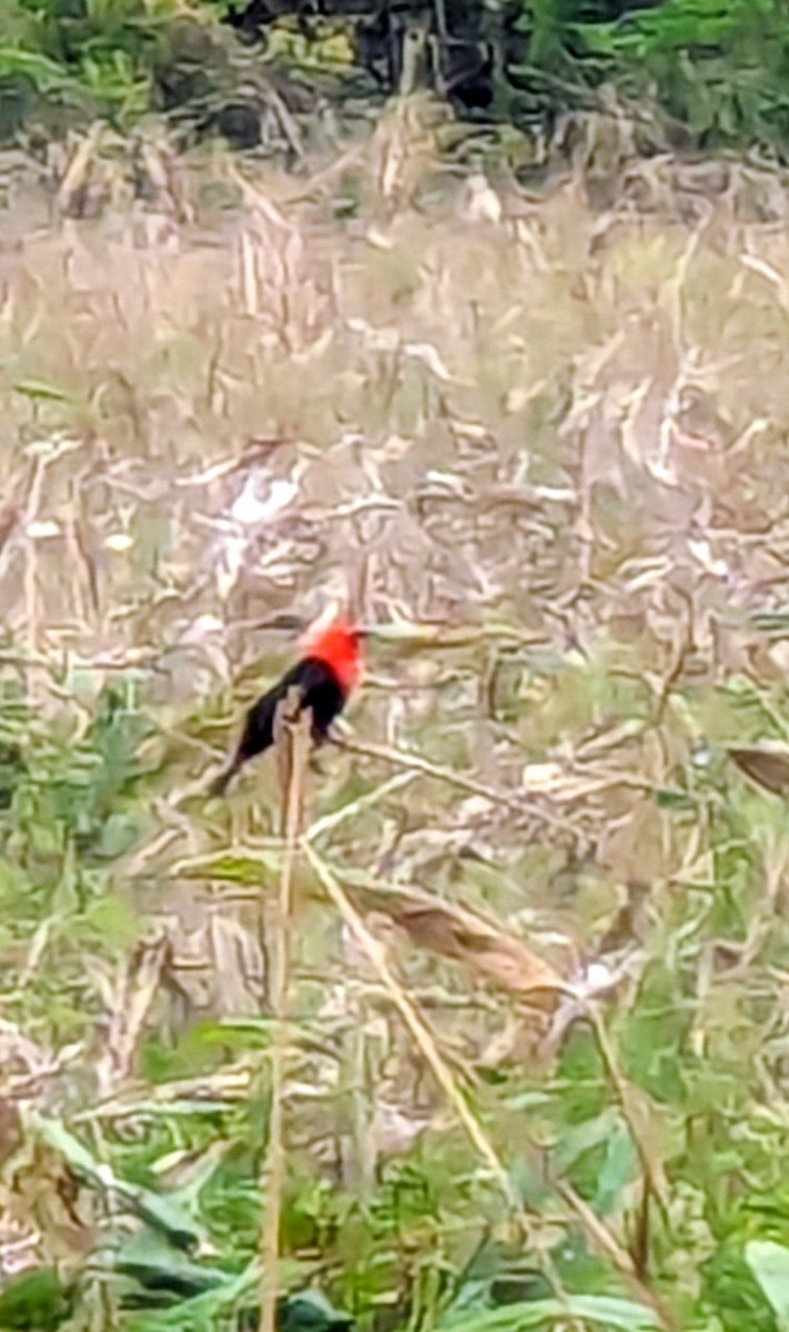 Scarlet-headed Blackbird - ML641384070